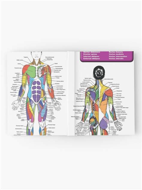 There's more to the core than abs. Female Muscle Chart Back / Female Muscle Diagram Andre ...