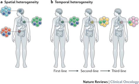 Tumour Heterogeneity A Major Challenge Towards A Successful Cancer
