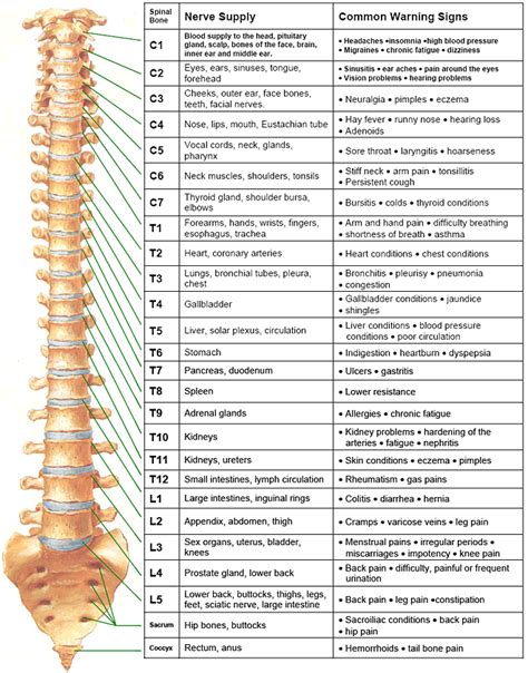 Spinal Nerve Chart Nervous System Hinterland Chiropractic Health