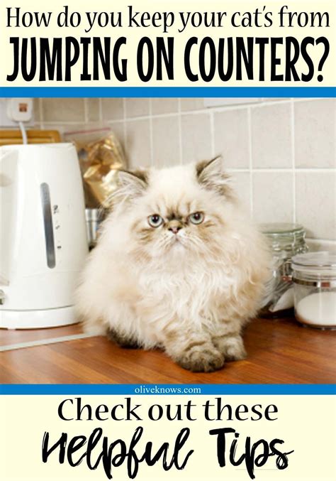 If you really think that cats jumping on tables are a problem and you do not know how to change that behavior, take note of the following advice. How to Stop Cats from Jumping on Kitchen Counters (Finally ...