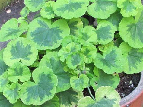 Like its namesake, the plant is showy, with its round chartreuse leaves with a midgreen. Breadseed poppies, heron's bill and mock orange among the ...