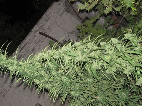 Strain Gallery Afghani Gold Spliff Seeds Pic 28091294769725407 By
