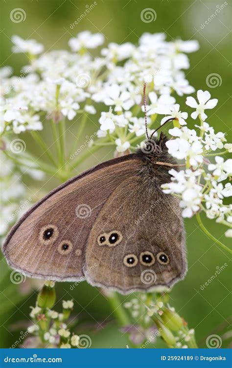 Dark Butterfly Stock Image Image Of Butterfly Leaf 25924189