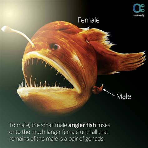 The Bizarre Mating Ritual Of The Angler Fish Is Just As Bizarre As Its