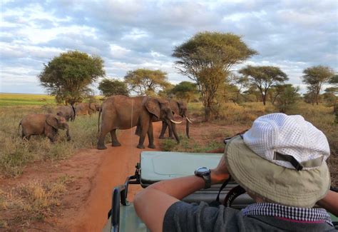 Wo In Afrika Safari Machen Outback Africa Erlebnisreisen