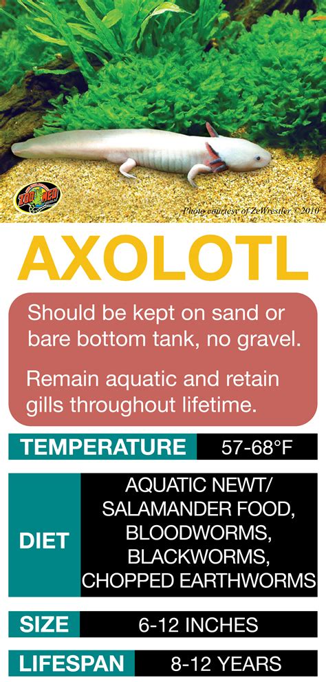 Axolotl Care Sheet Learn The Basics Of Axolotl Habitat Setup And Care