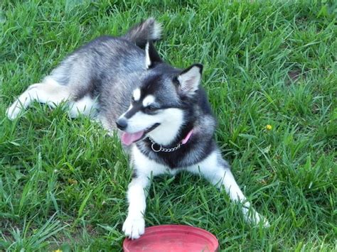 Check spelling or type a new query. klee kai | klee kai rescue adoption , | Alaskan Klee Kai ...