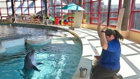 National Aquarium Dolphins Are Learning Their Biggest Trick Yet