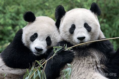 Panda Pictures Two Adolescent Pandas Pals Eating Bamboo Wolong Panda