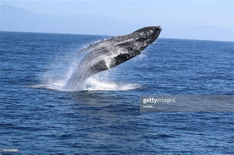 Humpback Whale Breaching High Res Stock Photo Getty Images