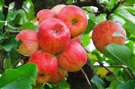 Red Apples On Tree Free Stock Photo - Public Domain Pictures