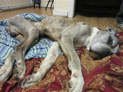 .of animals (peta) operates a dog and cat slaughterhouse at its norfolk, virginia headquarters. Meet PETA's Rescue Team and the Animals They Help