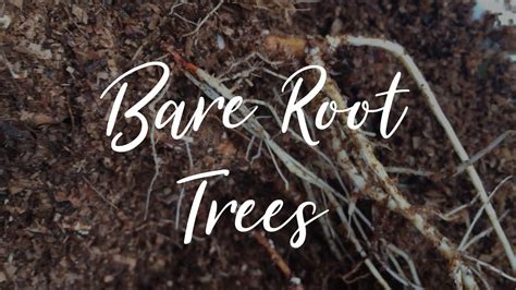 How To Plant Bare Root Fruit Trees Grow Your Own Food