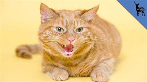 Why do cats hiss at dogs. Why Do Cats Hiss? - YouTube