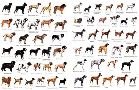 Популярные Породы Собак С Фотографиями И Названиями Telegraph