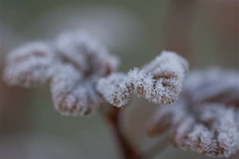 Wallpaper White Nature Snow Winter Branch Cold Frost Blossom