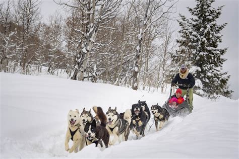 Dog Sled Rides Of Winter Park