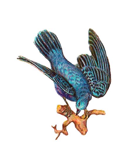 Antique Images Free Bird Clip Art Antique Bird Image Of Blue Bird On