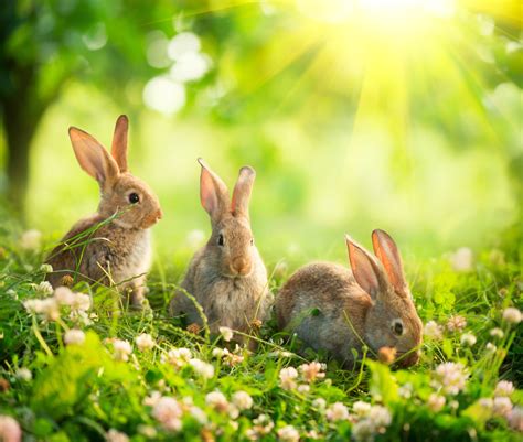 70 Wallpaper Rabbit Cute Hd Pictures Myweb