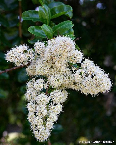 Bonsai plants n trees online shop : Galpinia transvaalica - Pride of Wild India | Fragrant ...