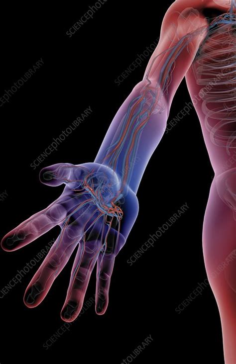 The Blood Vessels Of The Arm Stock Image C0082180 Science Photo