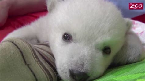 Abandoned Polar Bear Cub Doing Well At Ohio Zoo Abc7 Los Angeles