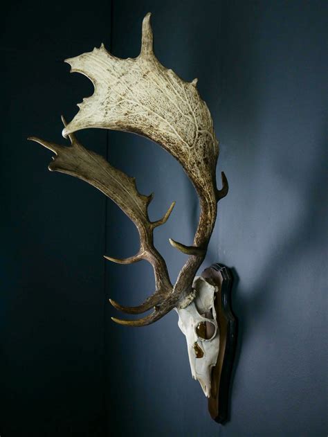Subscribe to envato elements for unlimited photos downloads for a single monthly fee. Hungarian Fallow Deer Skull and Antlers for sale - Antlers ...