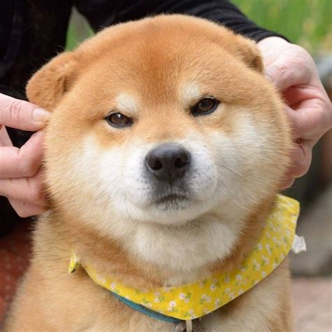Wir stellen unsere hunde vor. Meet the Shiba Inu Who's Become an Instagram Star For His ...