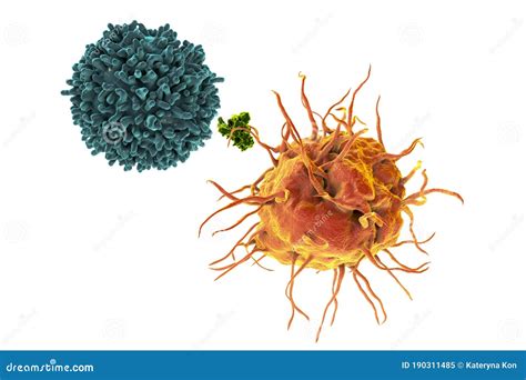 Dendritic Cell Antigen Presenting Immune Cell Illustration