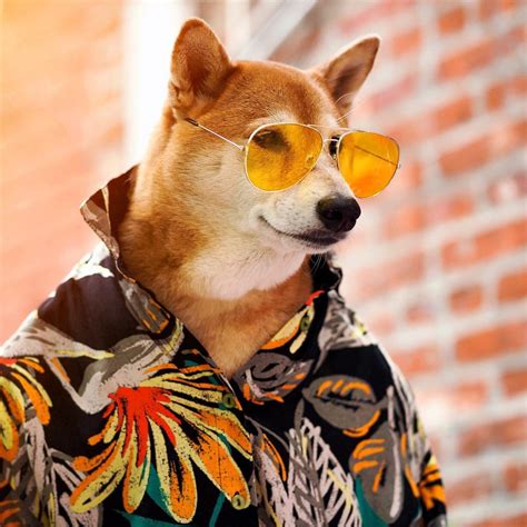 Bodhi Menswear Dog Is The Most Stylish Dog In The World Tettybetty