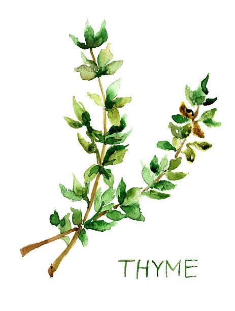 thymus vulgaris clipart clipground