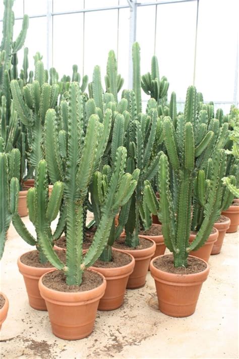 Euphorbia Ingens Cactus Heyplants