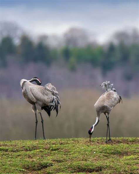 What Do Cranes Symbolize 9 Crane Bird Spiritual Meanings