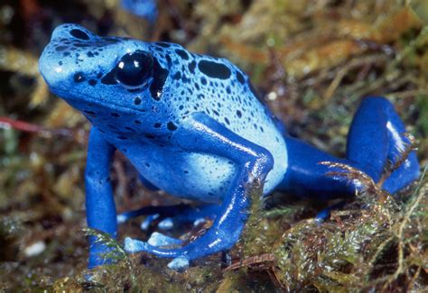 Photos Of Poison Dart Frogs Aka Posion Arrow Frogs