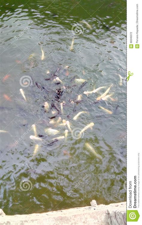 Fish Pond Stock Photo Image Of Fish Swim Fauna Pond 88346372