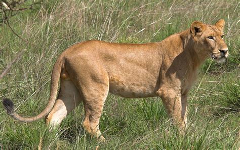 Picture Of A Female Lion On Animal Picture Society