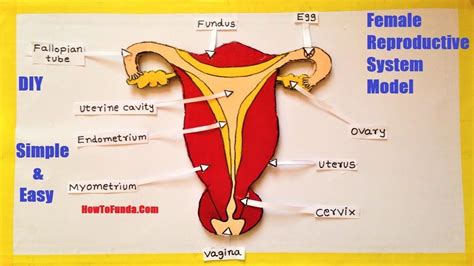 17 Ideas For Female Reproductive Organs 3d Model