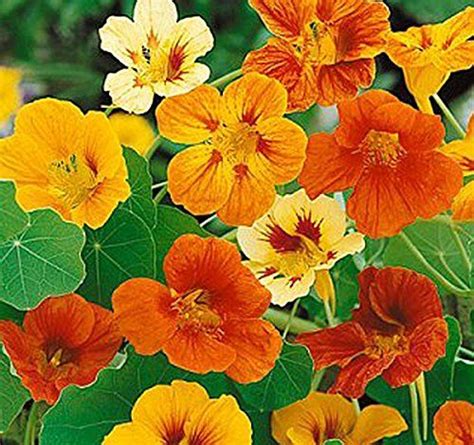 Maybe you would like to learn more about one of these? Tom Thumb Nasturtiums - Great Ground Cover Marde Ross & C ...