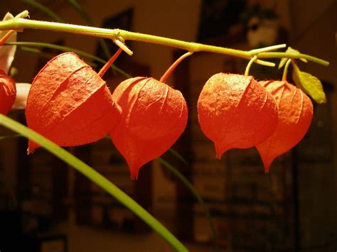 Its bell shaped flowers range in color from white through pink, and from yellow to orange all the way to. Chinese Lantern flowers | Flickr - Photo Sharing!