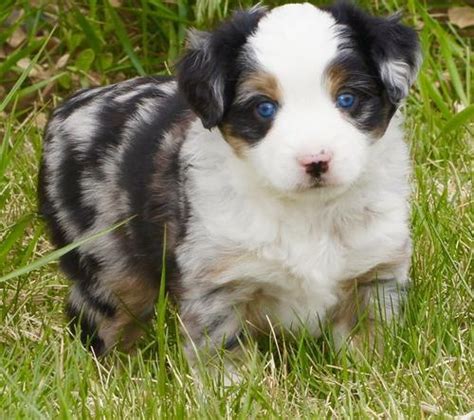 Miniature Australian Shepherd Puppy For Sale Adoption Rescue For