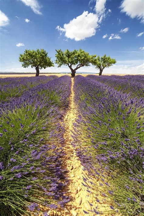 Vertical Panorama Of A Lavender Field With Three Trees Stock Image
