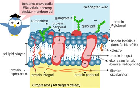 Bagian Bagian Sel Yang Bersifat Selektif Permeabel Siswapedia