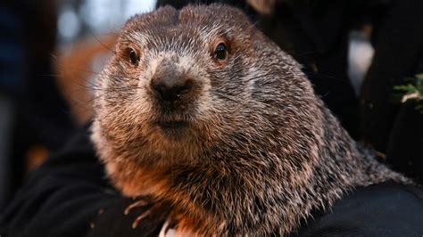Groundhog Day: Punxsutawney Phil predicts another six weeks of winter