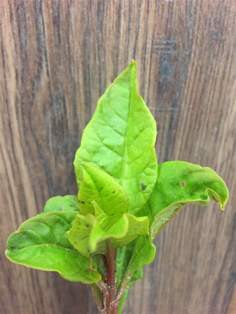 Maybe you would like to learn more about one of these? Poke Salad. Also known as Pokeweed. This plant, though ...