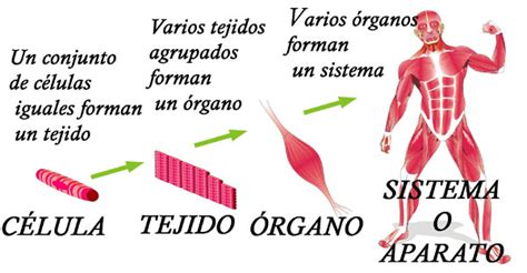 Niveles De Organización En El Cuerpo Humano Célula Tejido órgano