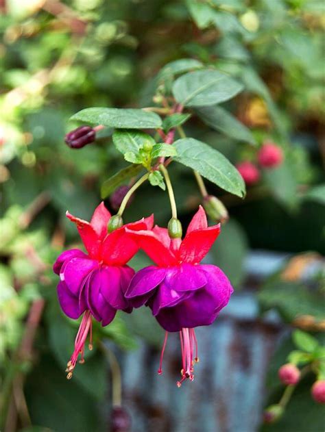 12 Gorgeous Annuals That Thrive In The Shade Shade