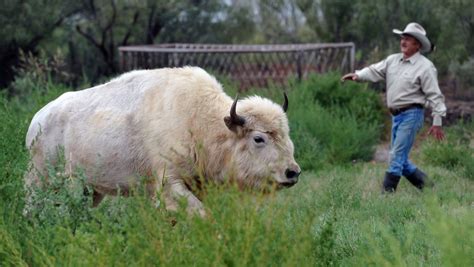 White buffalo finds herd and home on rancher’s range