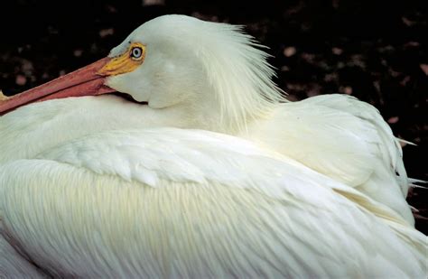 Free Picture American White Pelican Pelecanus Erythrorhynchos