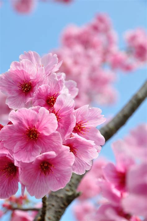 But there are still plenty of blossoms out, and they're still looking. Japanese Cherry Blossom 2 Pack Car Air Freshener - Scents ...