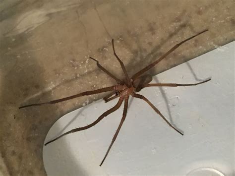 Southern House Spider Male ~ Wolf Spider